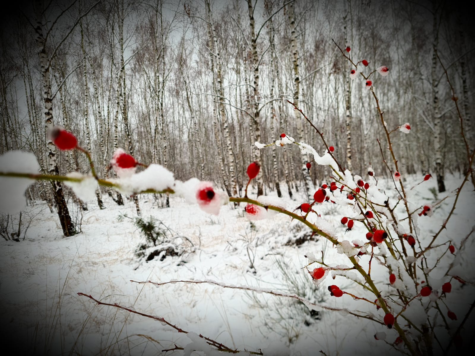 2021-01-03 Schnee Hagebutte