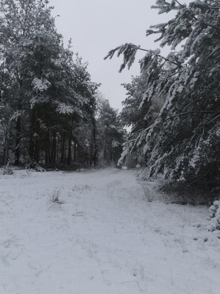 Winterwald Bei Sausedlitz