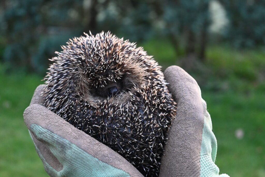 2025 04 Artikel Emrich Igel Foto Steffi Emrich 2025